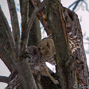 owl trying to catch a squirl