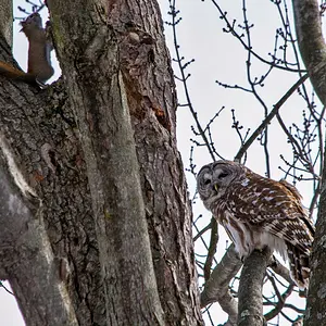 owl trying to catch a squirl