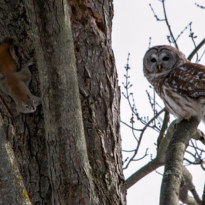 owl trying to catch a squirl