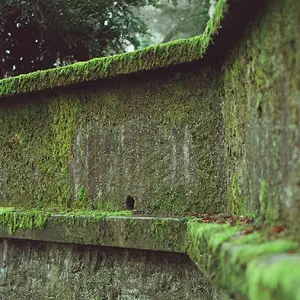 The Wall