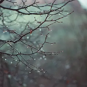 Rainy