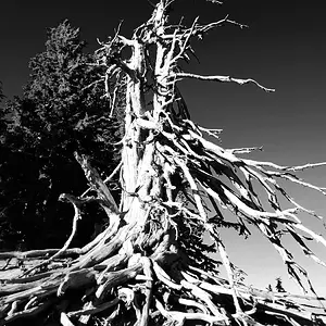 Bristlecone Pine, B&W