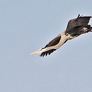 Great Blue Heron