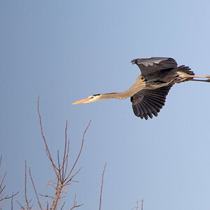 Great Blue Heron