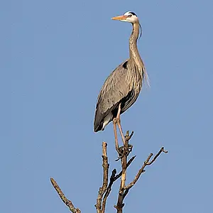 Great Blue Heron