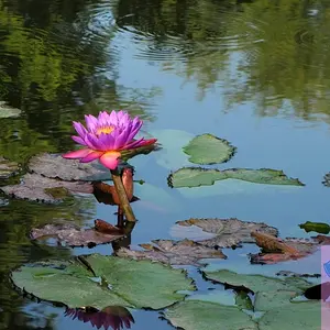 A flower amongst lily pads