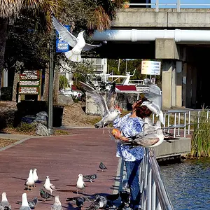 Bird catching bread