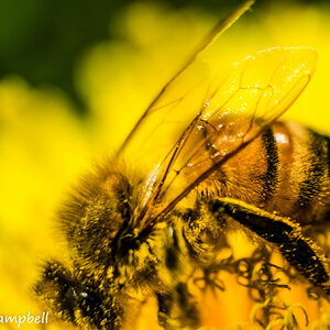 honey bee in dandelion dust