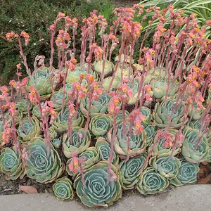 Echeveria