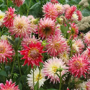 Cactus-flowered Dahlia