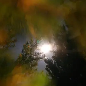 octphoto51-Moon thru Trees