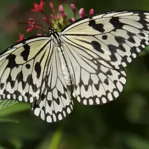 Rice Paper Butterfly