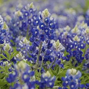 Texas Bluebonnets