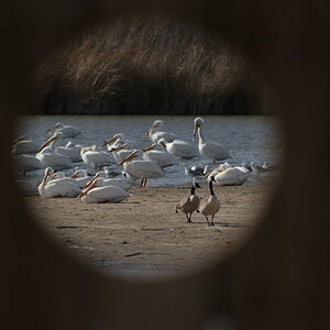 Pelicans through the blind