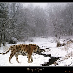 4189-Bengel-Tiger