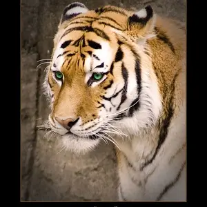 4189-Tiger