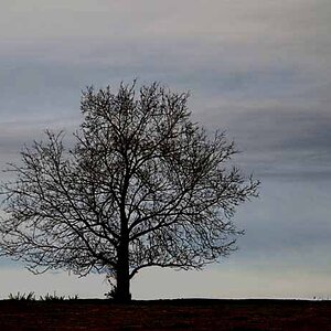 Tree against the sky