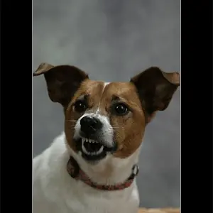 4189-Dog-MyJackRusselTerrier-Scout05-1127