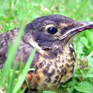 Fearless Fledgling