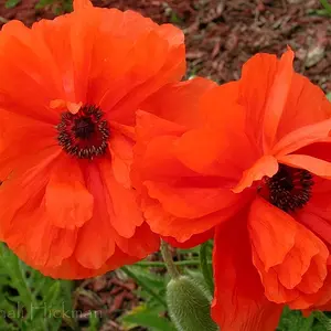 Pair of Poppies