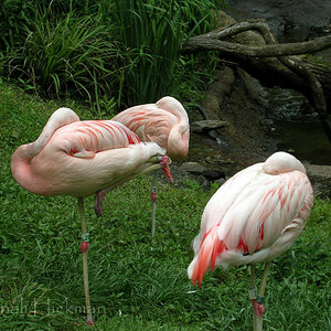 Flamingo Siesta