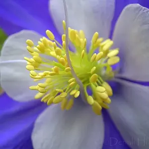 Columbine in Blue