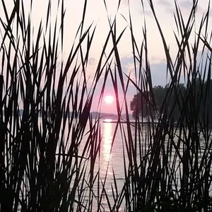 07janphoto25-Reeds against the sunset
