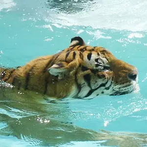 Swimming Tiger