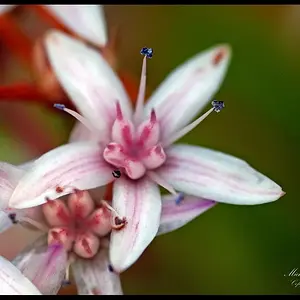 Flower Macro