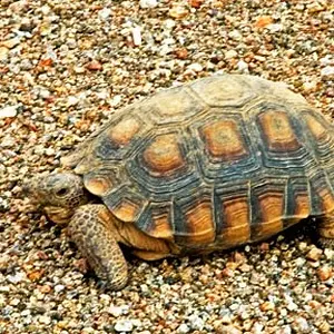 tortoise