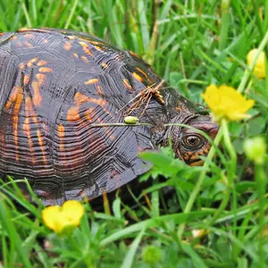 Eastern Box Turtle