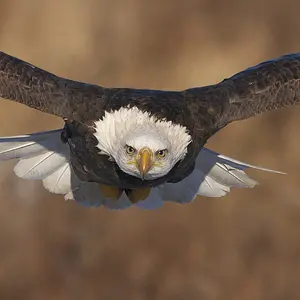 Eyes on the Prize