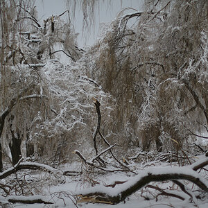 willow alley after ice storm