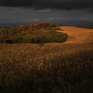 Golden fields