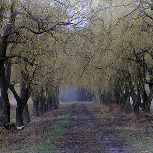 Willow alley