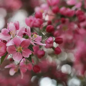Apple Blossom