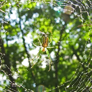 Sunny Spider
