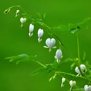 My favourite flowers