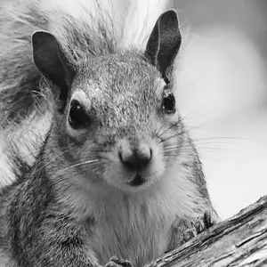 Squirrel