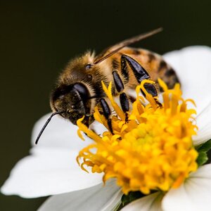 Bee #21342