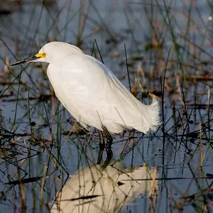 Egret