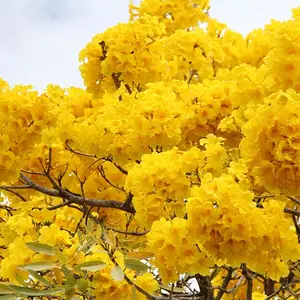 Yellow Flowers. #113