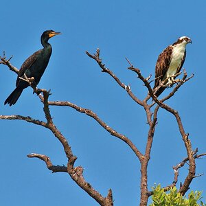 Cormorant & Osprey