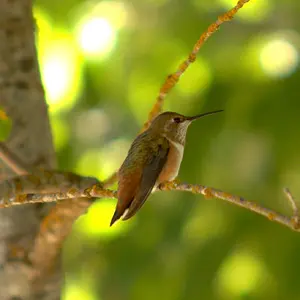 Small Wildlife