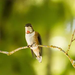 Small Wildlife