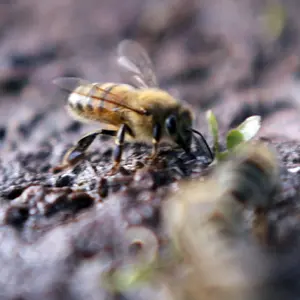 Small Wildlife