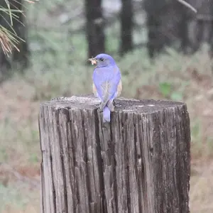 Small Wildlife