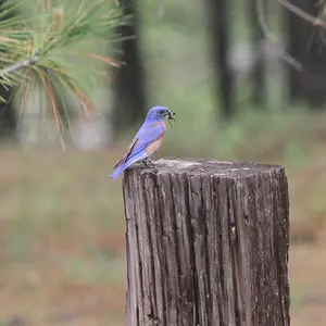 Small Wildlife
