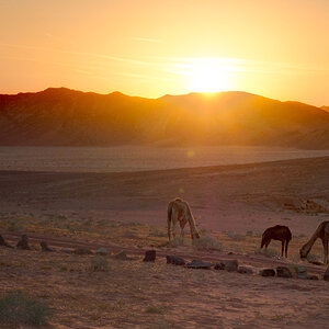 Sunset in the Desert