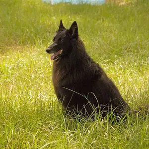 Claite - Belgian Sheepdog